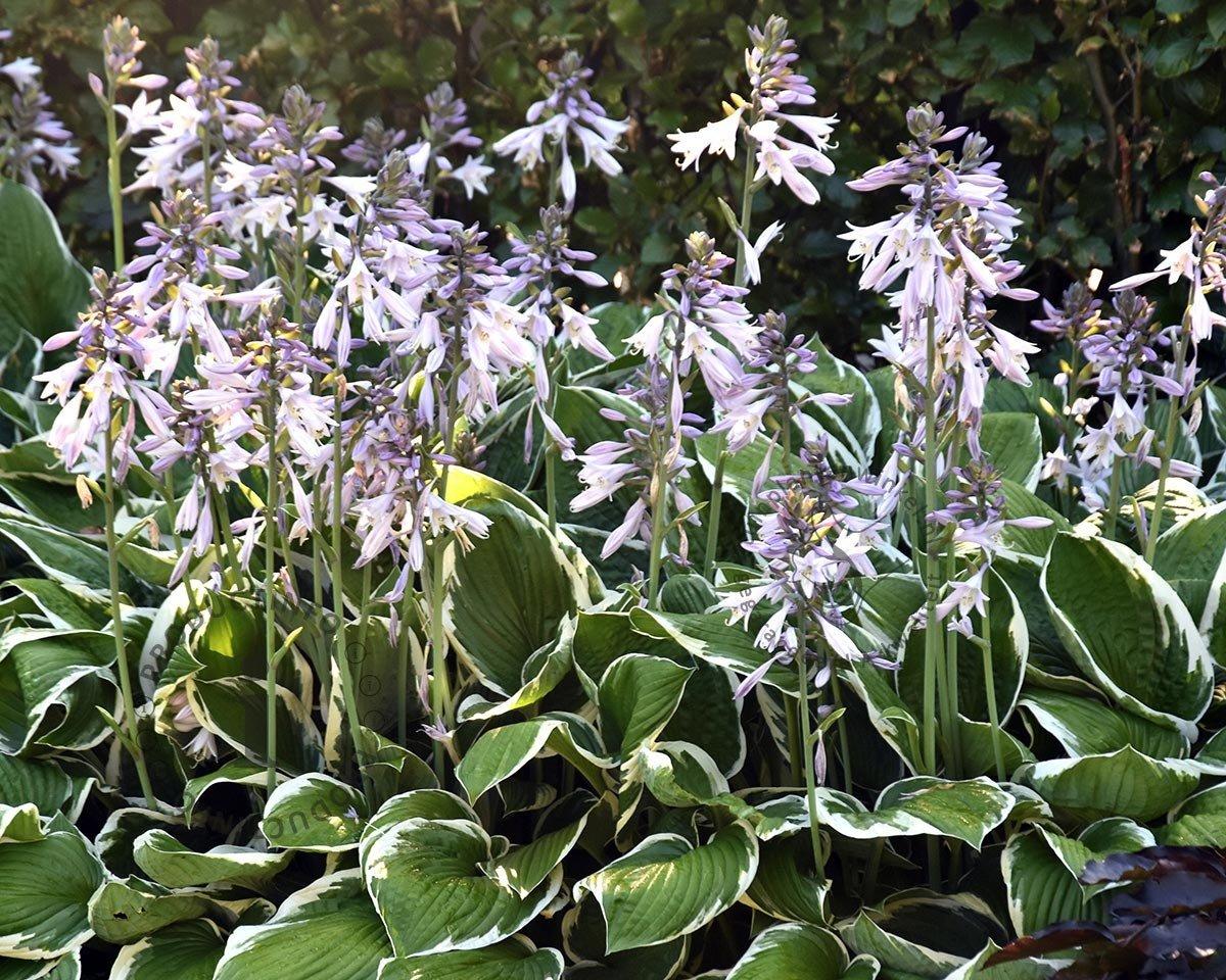 G032 Hosta Fortunei Francee - View 7 from www redcrocus com