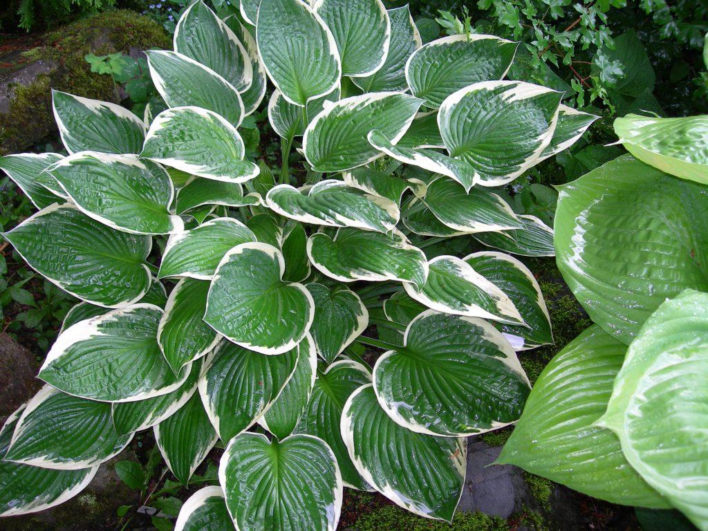 G032 Hosta Fortunei Francee - View 8 from www redcrocus com