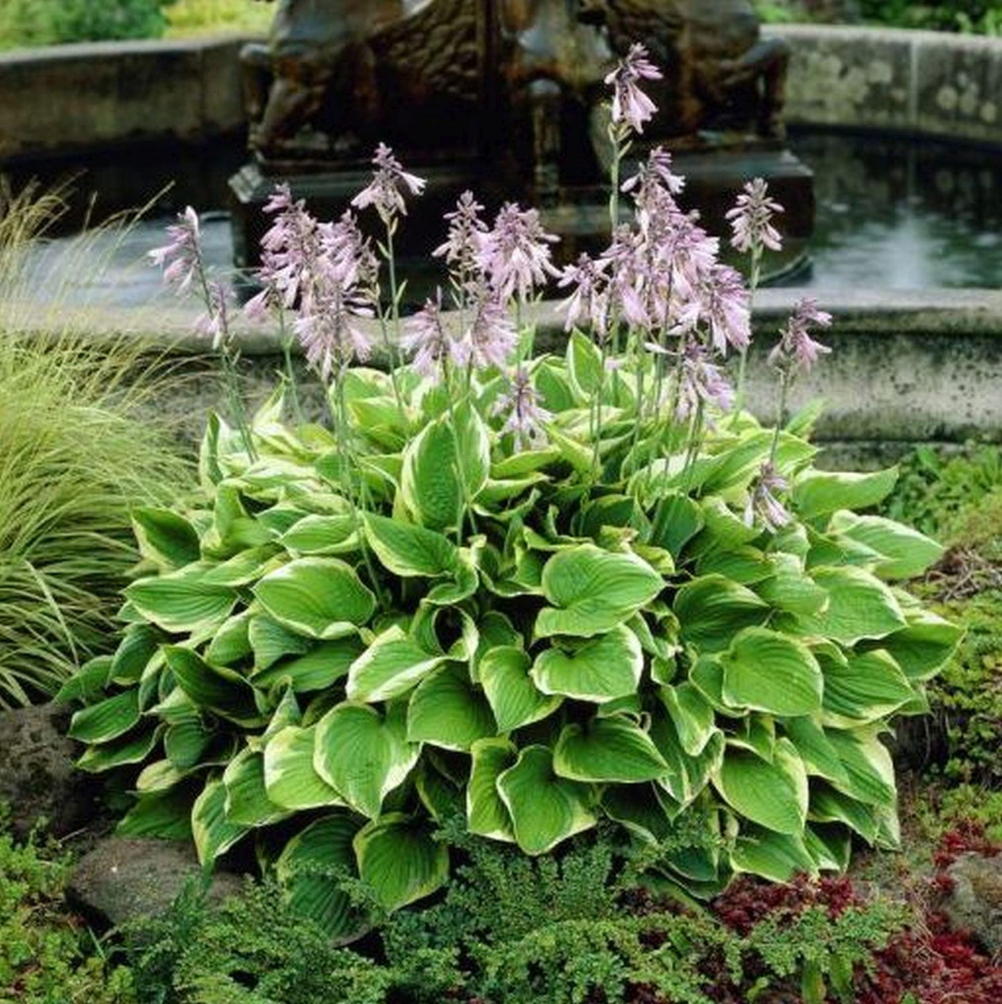 G032 Hosta Fortunei Francee - View 9 from www redcrocus com