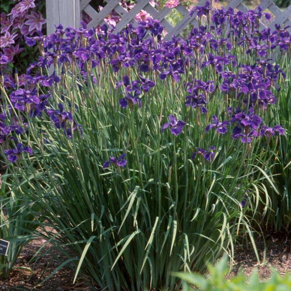 G084 Iris Sibirica Caesar S Brother - View 11 from www redcrocus com