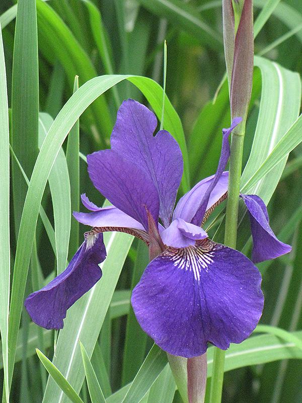 G084 Iris Sibirica Caesar S Brother - View 12 from www redcrocus com