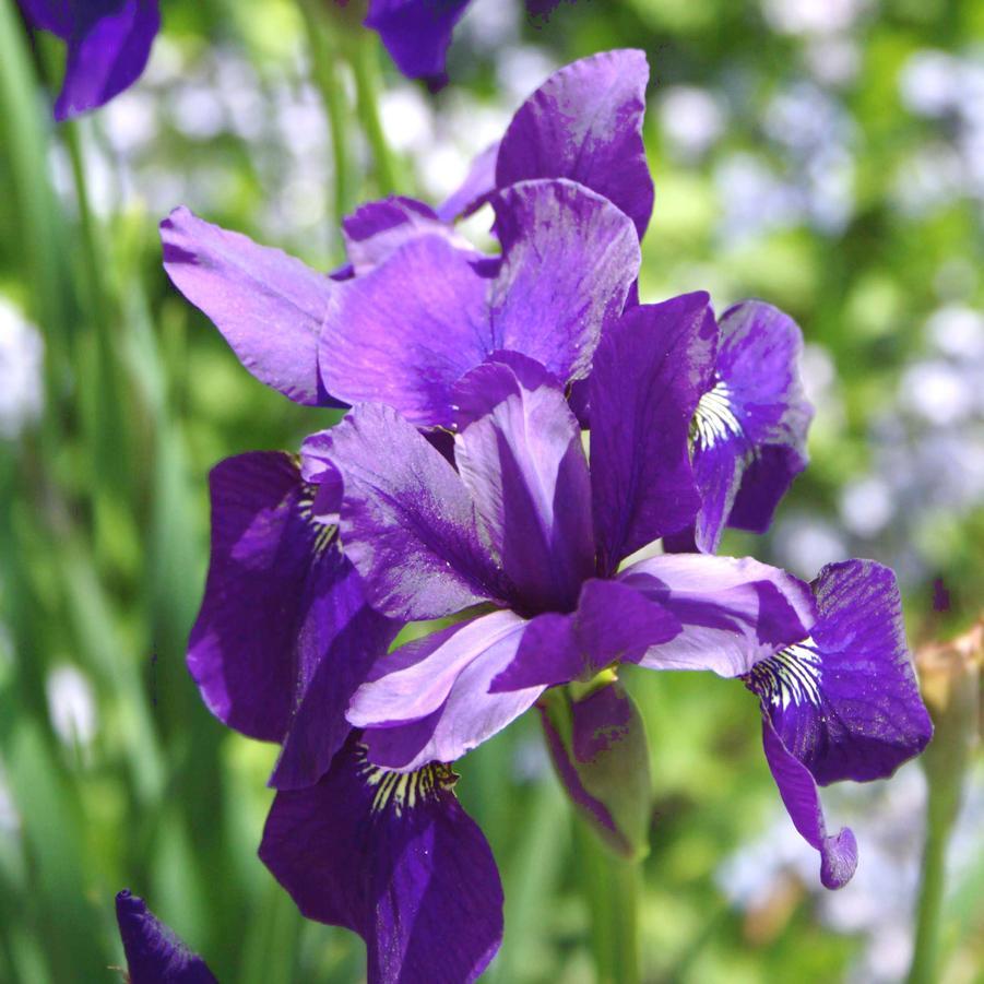 G084 Iris Sibirica Caesar S Brother - View 13 from www redcrocus com
