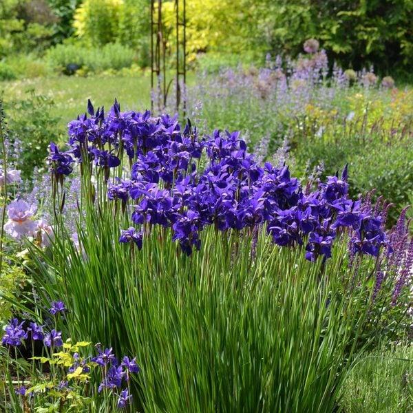 G084 Iris Sibirica Caesar S Brother - View 14 from www redcrocus com