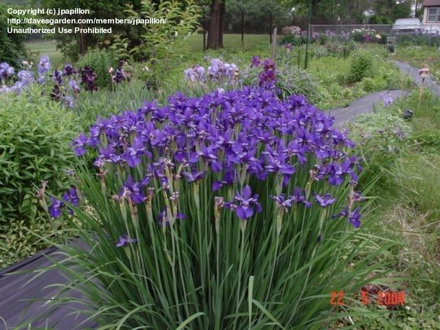 G084 Iris Sibirica Caesar S Brother - View 18 from www redcrocus com