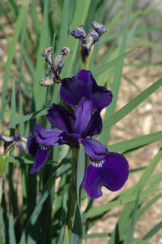 G084 Iris Sibirica Caesar S Brother - View 19 from www redcrocus com