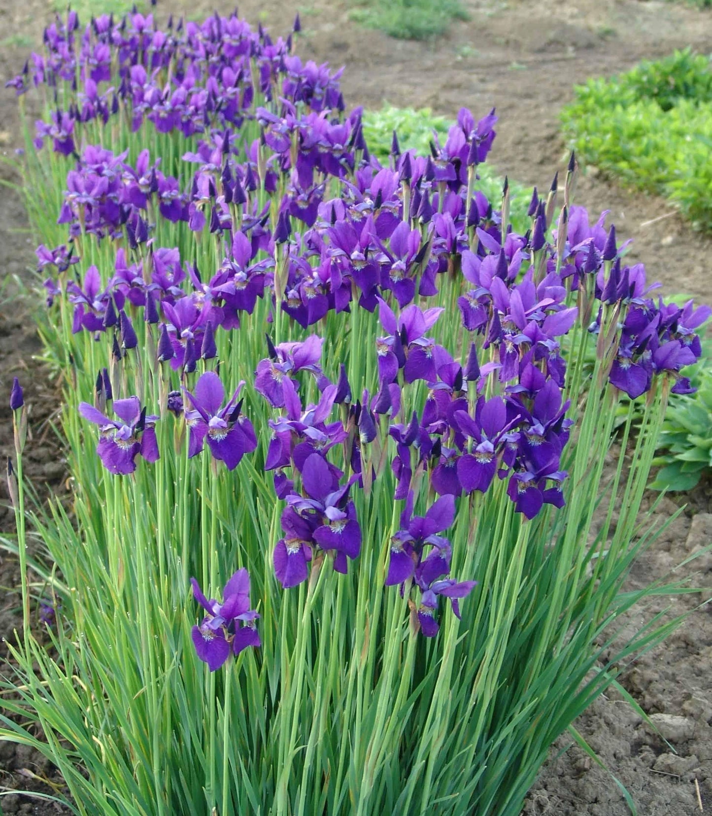 G084 Iris Sibirica Caesar S Brother - View 1 from www redcrocus com