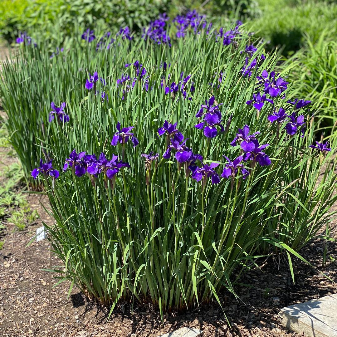 G084 Iris Sibirica Caesar S Brother - View 2 from www redcrocus com