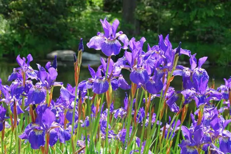G084 Iris Sibirica Caesar S Brother - View 3 from www redcrocus com
