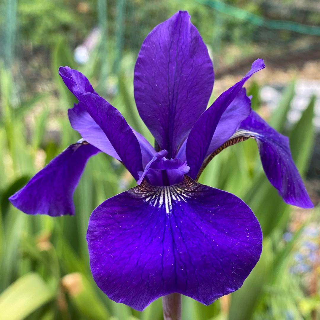 G084 Iris Sibirica Caesar S Brother - View 4 from www redcrocus com