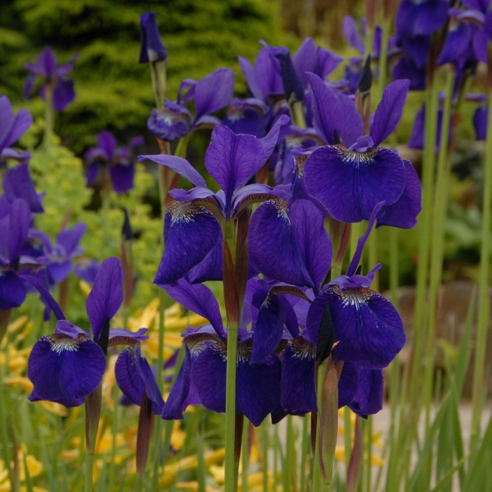 G084 Iris Sibirica Caesar S Brother - View 5 from www redcrocus com