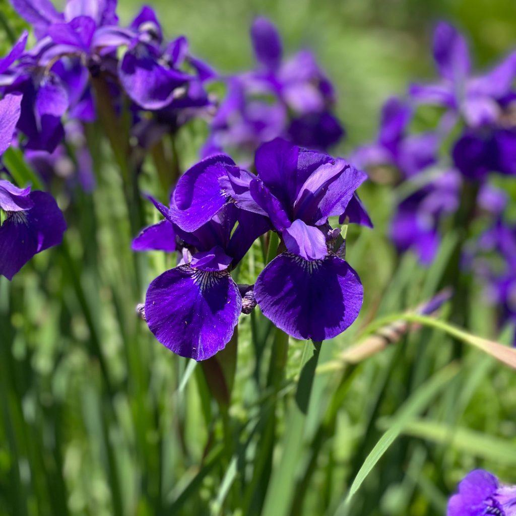 G084 Iris Sibirica Caesar S Brother - View 6 from www redcrocus com