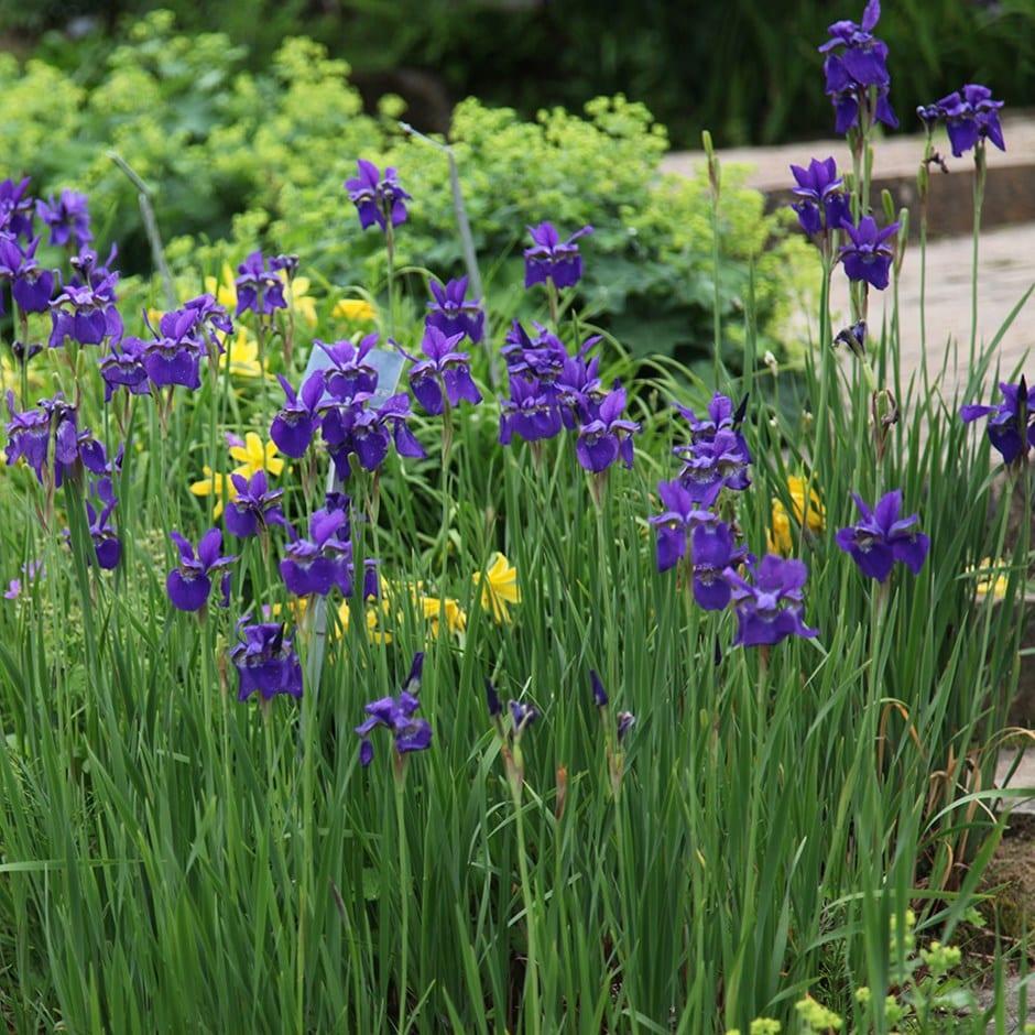 G084 Iris Sibirica Caesar S Brother - View 7 from www redcrocus com
