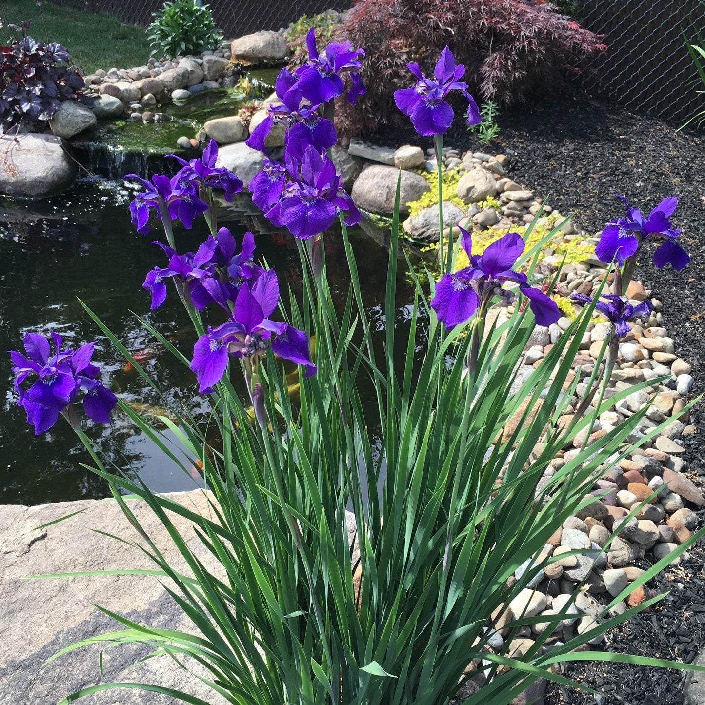 G084 Iris Sibirica Caesar S Brother - View 8 from www redcrocus com