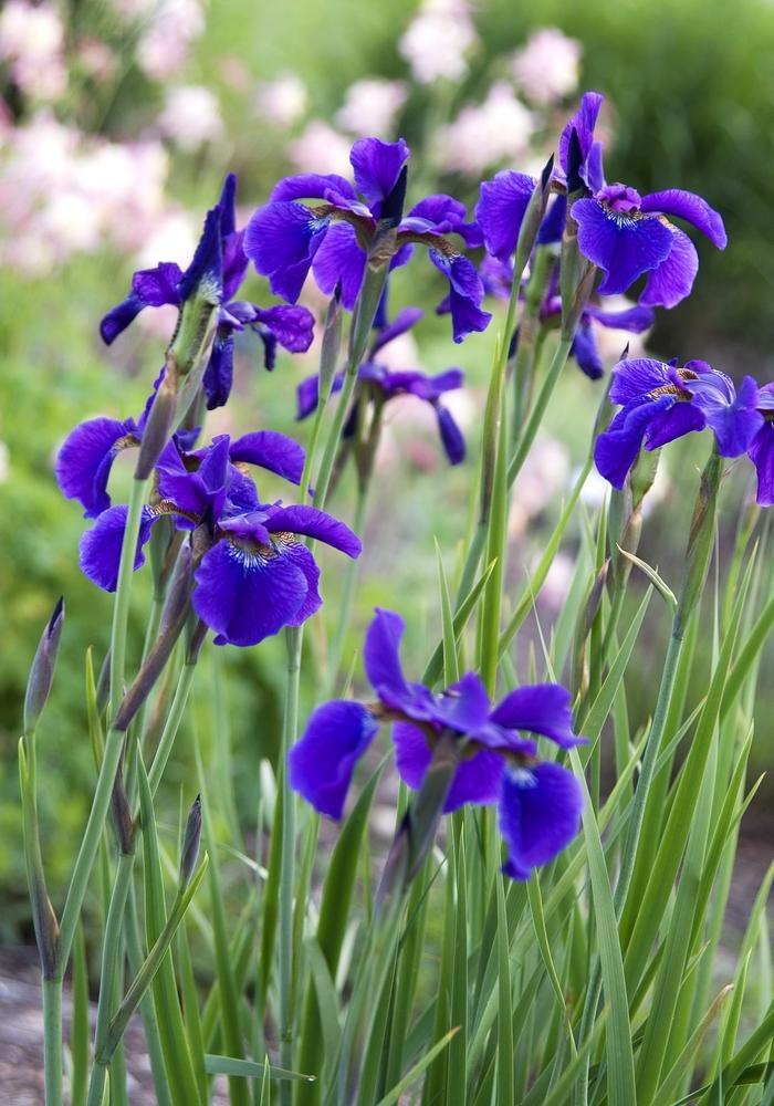 G084 Iris Sibirica Caesar S Brother - View 9 from www redcrocus com
