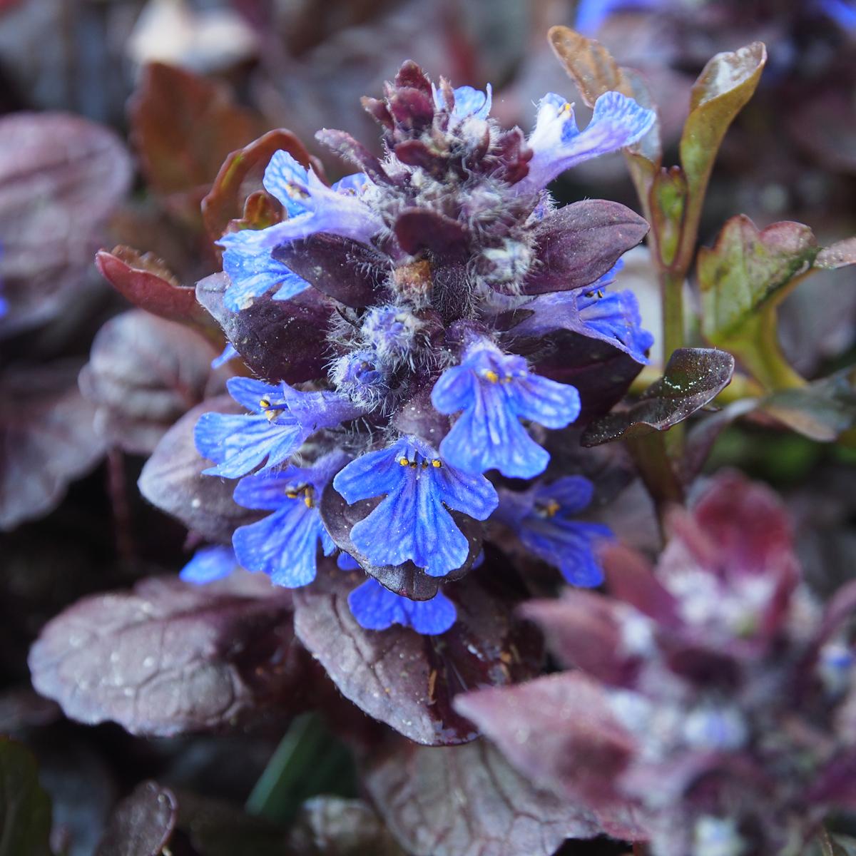 G1120 Ajuga Reptans Black Scallop - View 14 from www redcrocus com