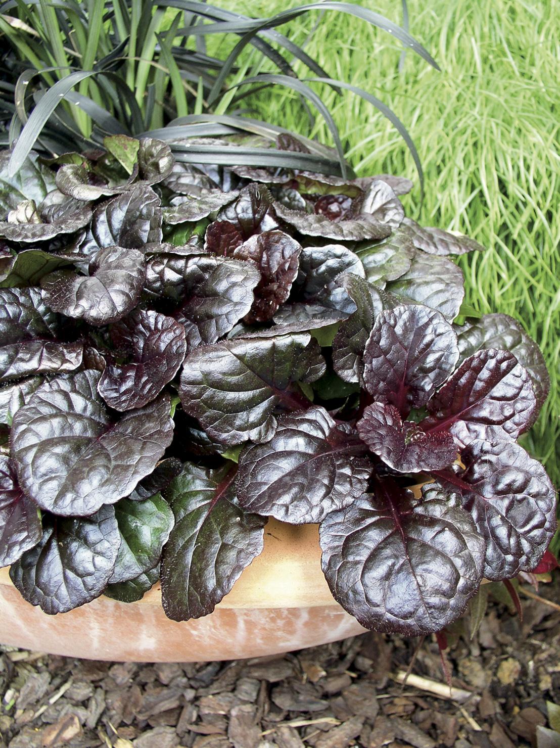 G1120 Ajuga Reptans Black Scallop - View 15 from www redcrocus com
