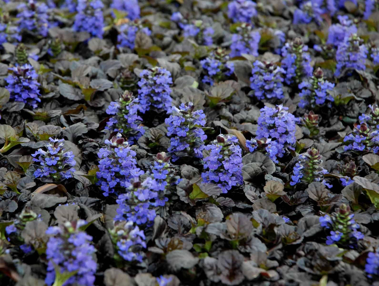 G1120 Ajuga Reptans Black Scallop - View 18 from www redcrocus com
