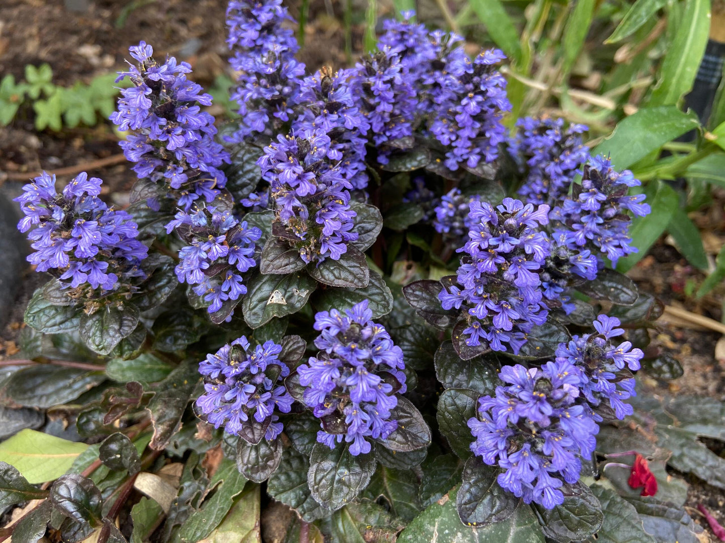 G1120 Ajuga Reptans Black Scallop - View 1 from www redcrocus com