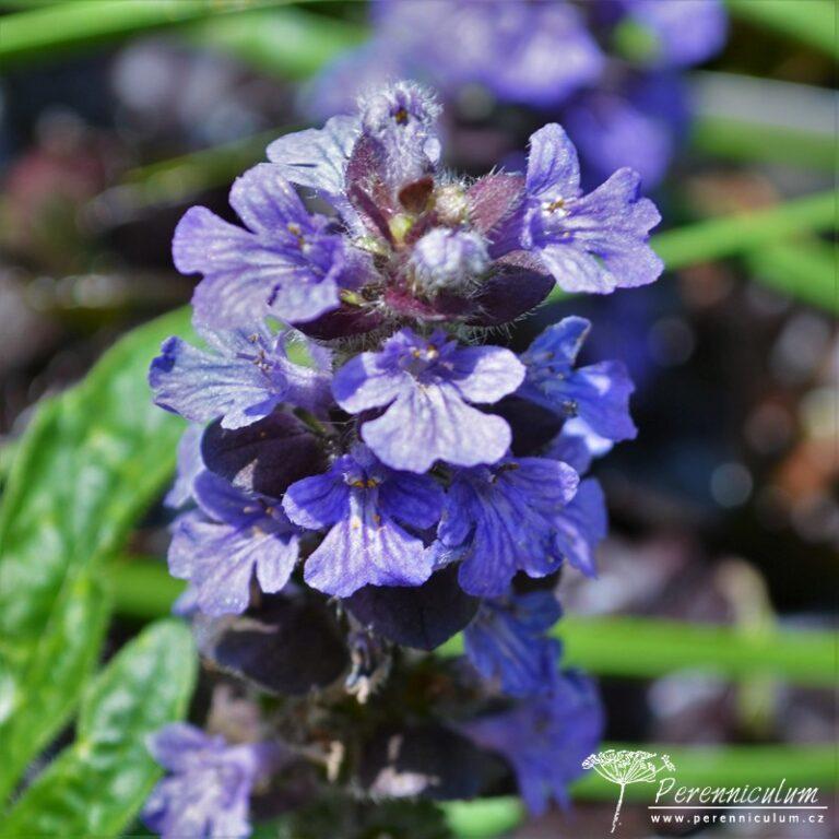 G1120 Ajuga Reptans Black Scallop - View 20 from www redcrocus com