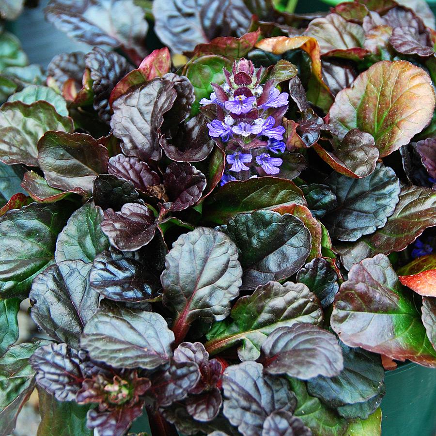 G1120 Ajuga Reptans Black Scallop - View 7 from www redcrocus com