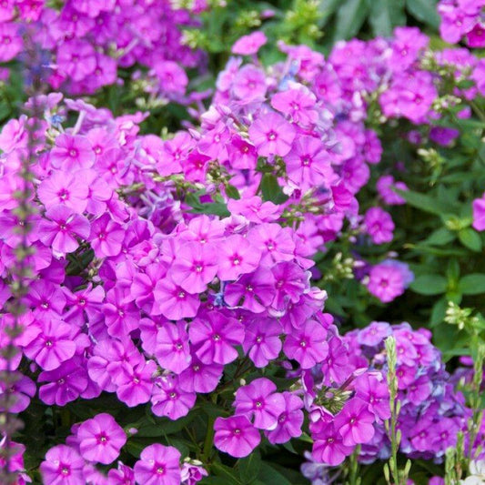 G1195 Phlox Paniculata Flame Purple 10 D03209c7 C2de 4438 979c 27fd6515b17d from www redcrocus com