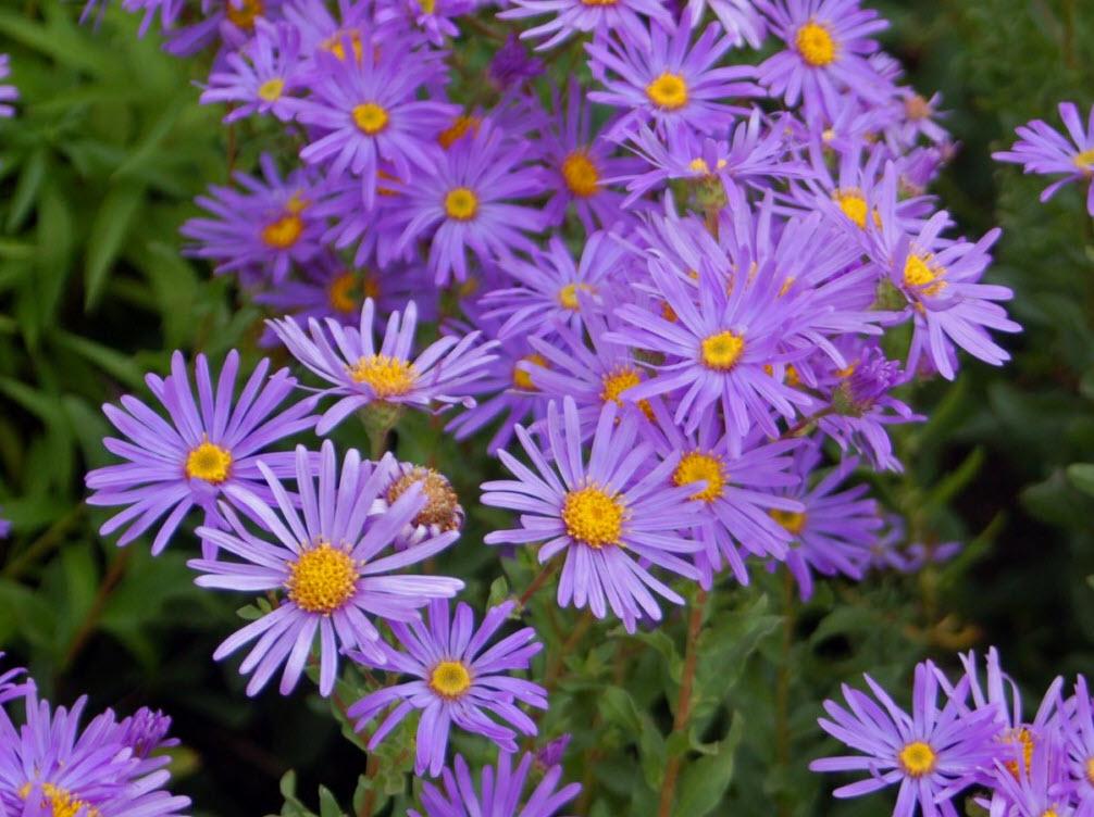 G1208 Aster Novi Belgii 'wood's Purple' - View 11 from www redcrocus com
