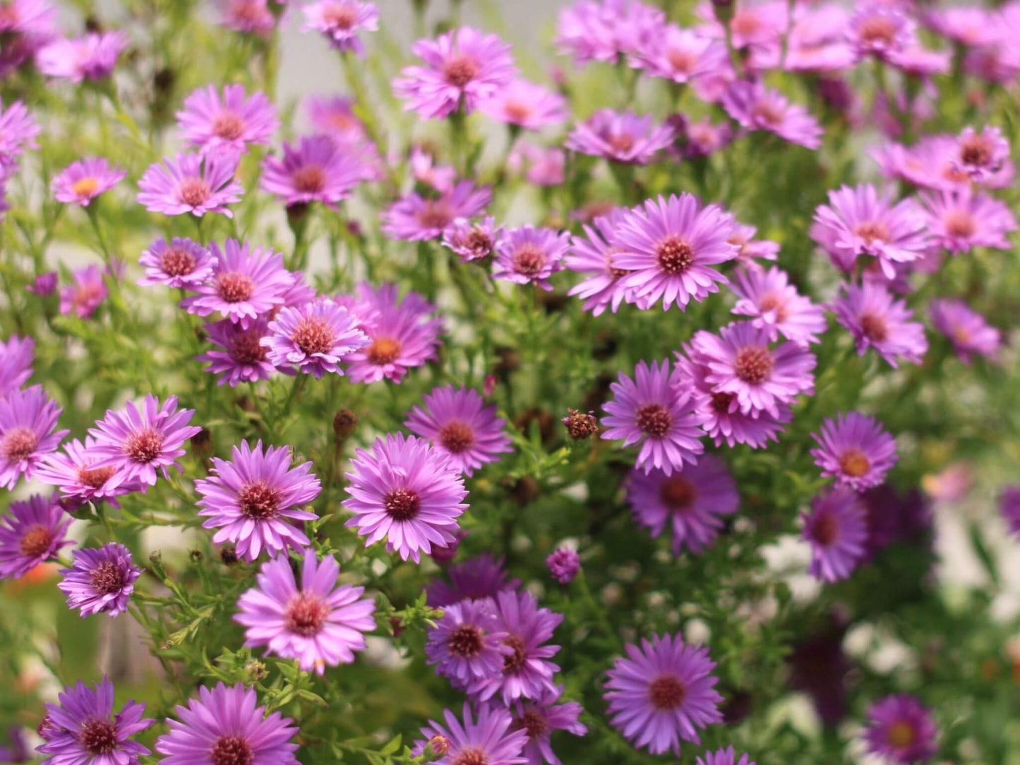 G1208 Aster Novi Belgii 'wood's Purple' - View 12 from www redcrocus com
