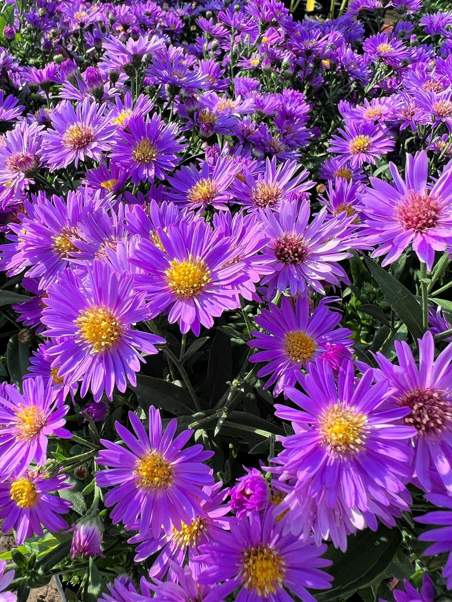 G1208 Aster Novi Belgii 'wood's Purple' - View 13 from www redcrocus com