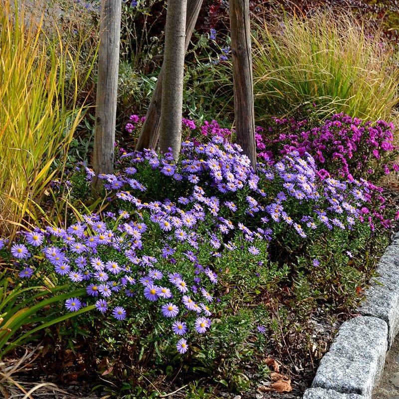 G1208 Aster Novi Belgii 'wood's Purple' - View 16 from www redcrocus com
