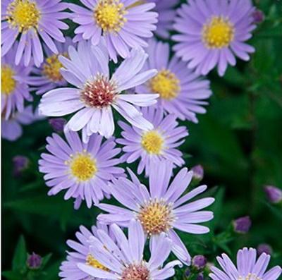 G1208 Aster Novi Belgii 'wood's Purple' - View 17 from www redcrocus com