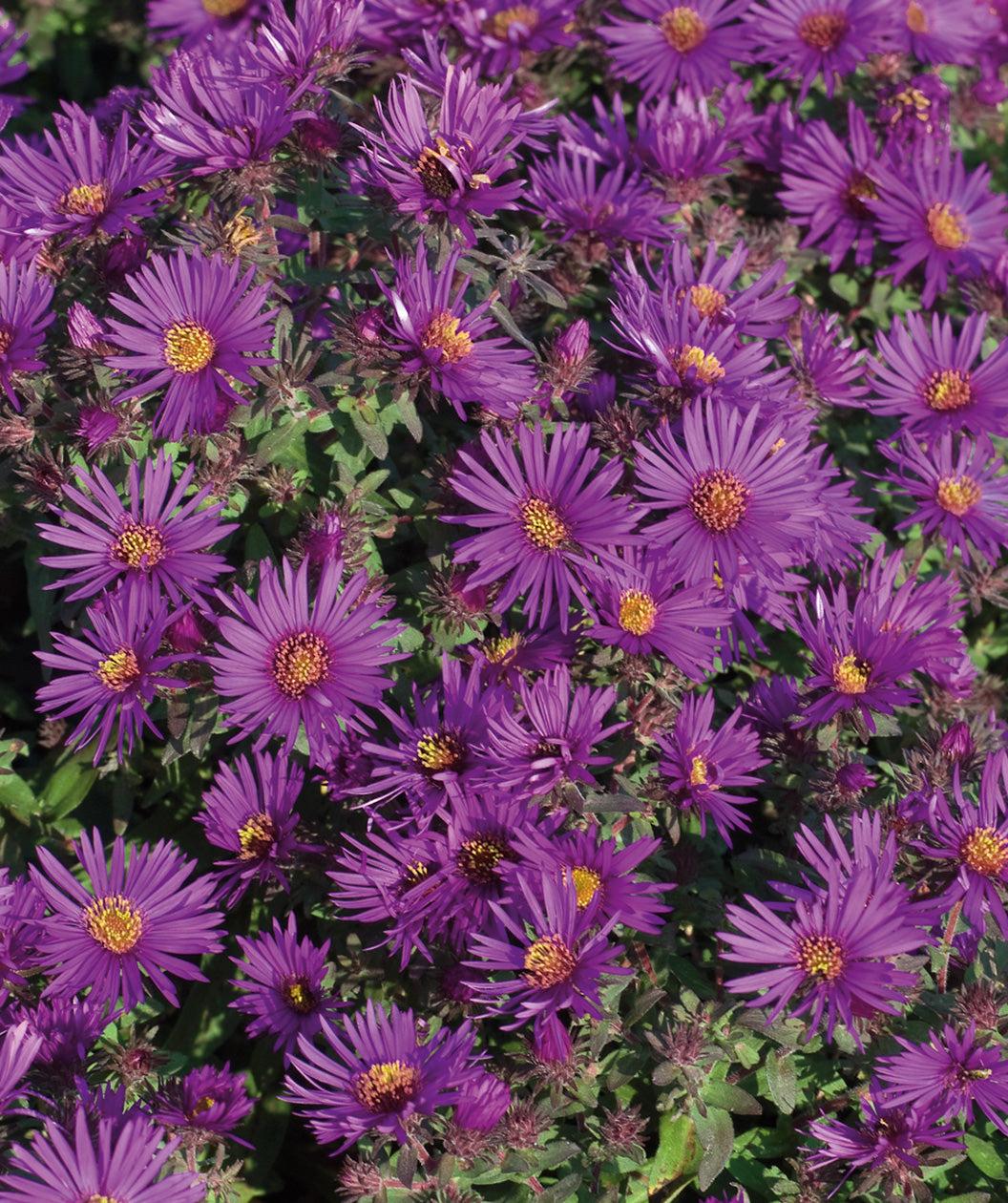 G1208 Aster Novi Belgii 'wood's Purple' - View 18 from www redcrocus com