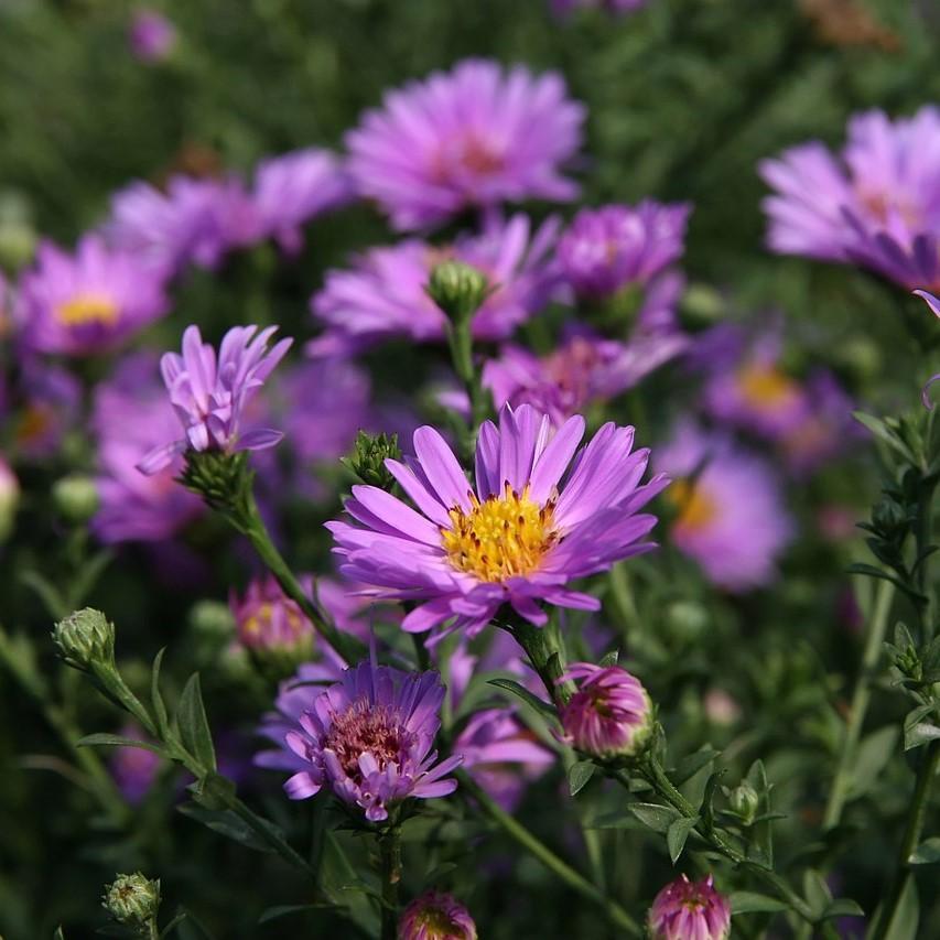 G1208 Aster Novi Belgii 'wood's Purple' - View 19 from www redcrocus com