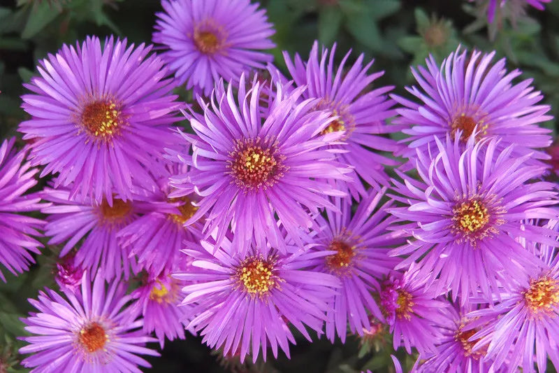 G1208 Aster Novi Belgii 'wood's Purple' - View 1 from www redcrocus com