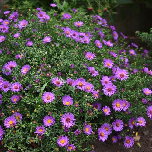 G1208 Aster Novi Belgii 'wood's Purple' - View 20 from www redcrocus com