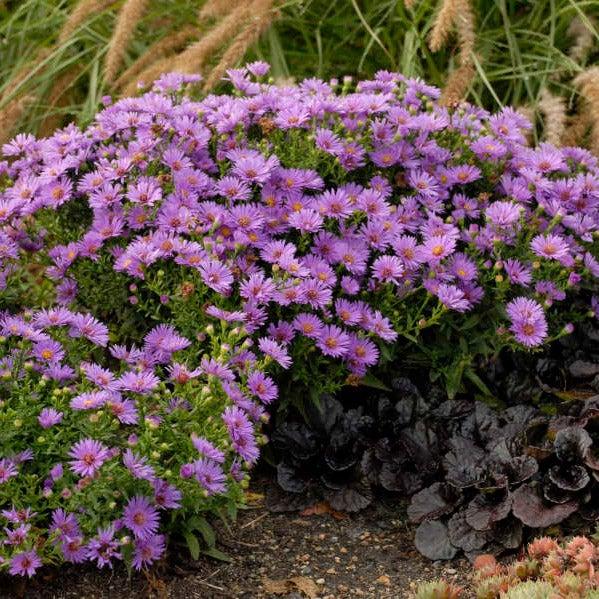 G1208 Aster Novi Belgii 'wood's Purple' - View 2 from www redcrocus com
