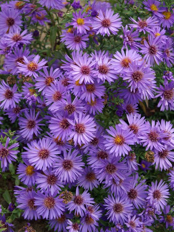 G1208 Aster Novi Belgii 'wood's Purple' - View 3 from www redcrocus com