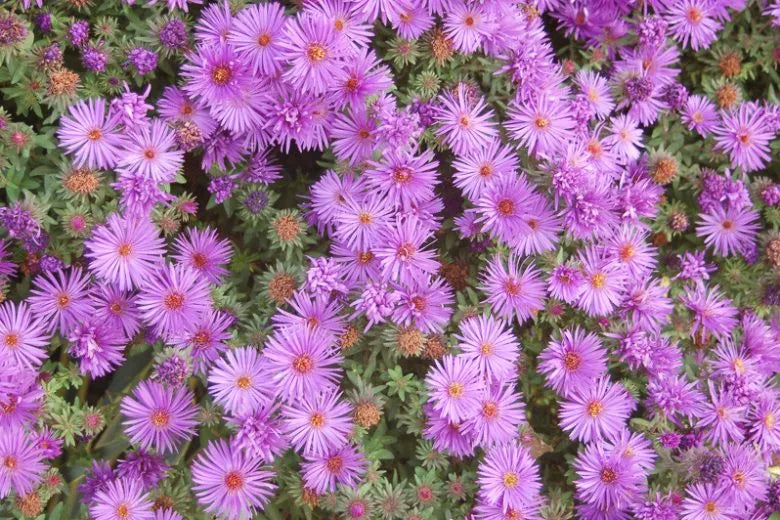 G1208 Aster Novi Belgii 'wood's Purple' - View 5 from www redcrocus com