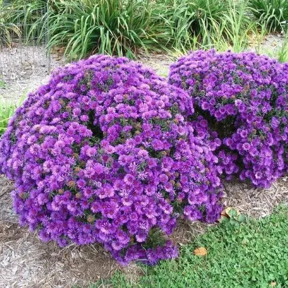 G1208 Aster Novi Belgii 'wood's Purple' - View 6 from www redcrocus com