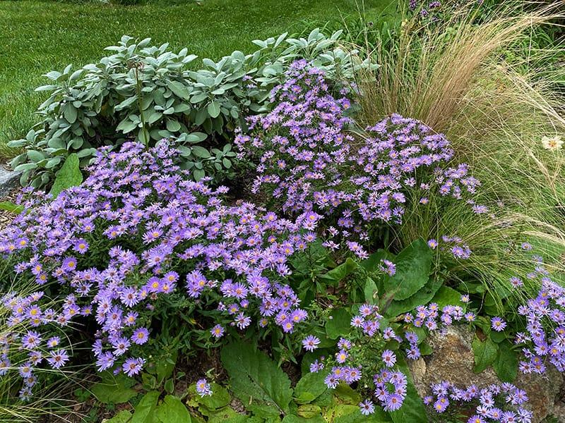 G1208 Aster Novi Belgii 'wood's Purple' - View 7 from www redcrocus com