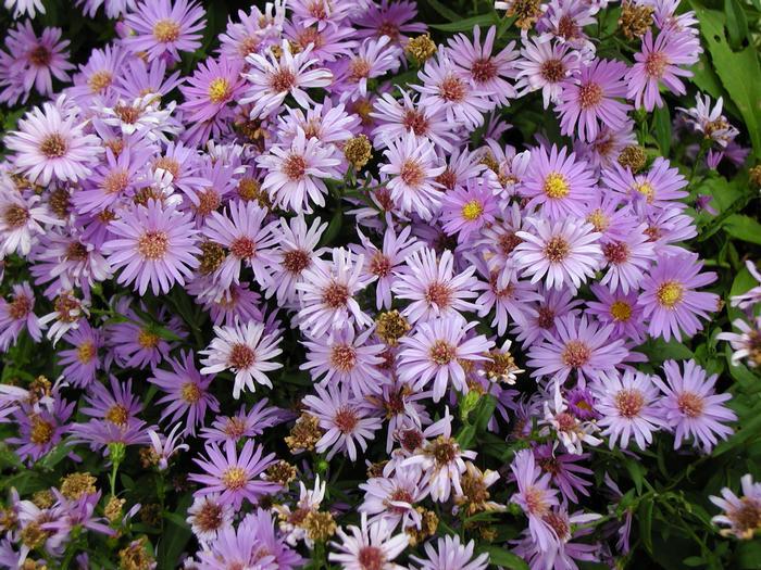 G1208 Aster Novi Belgii 'wood's Purple' - View 8 from www redcrocus com