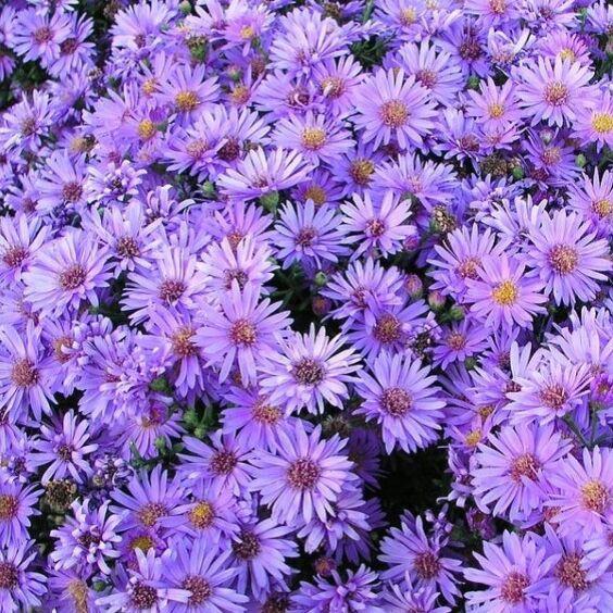 G1208 Aster Novi Belgii 'wood's Purple' - View 9 from www redcrocus com