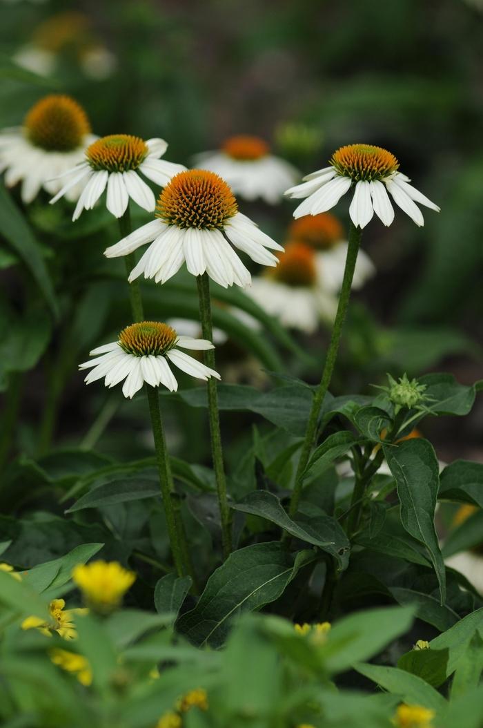 G1239 Echinacea Purpurea Powwow White - View 10 from www redcrocus com