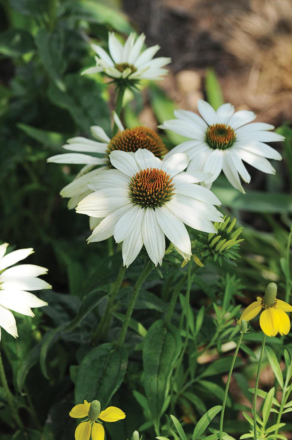 G1239 Echinacea Purpurea Powwow White - View 11 from www redcrocus com