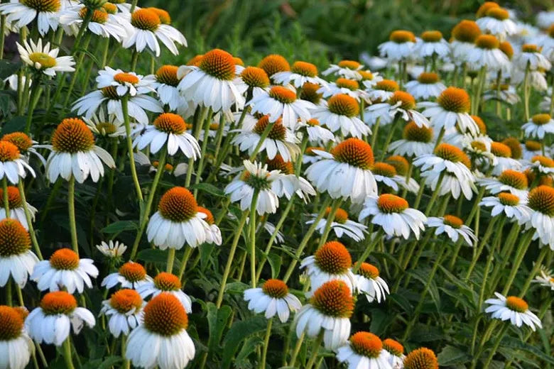 G1239 Echinacea Purpurea Powwow White - View 12 from www redcrocus com