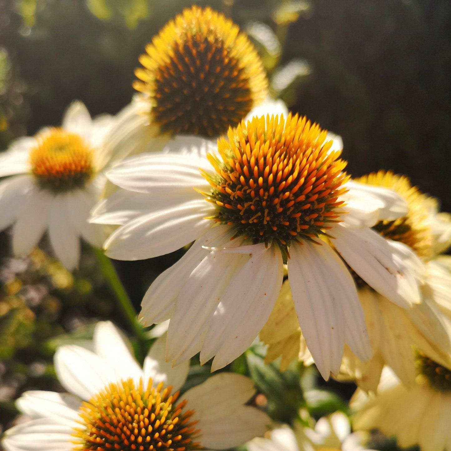 G1239 Echinacea Purpurea Powwow White - View 13 from www redcrocus com