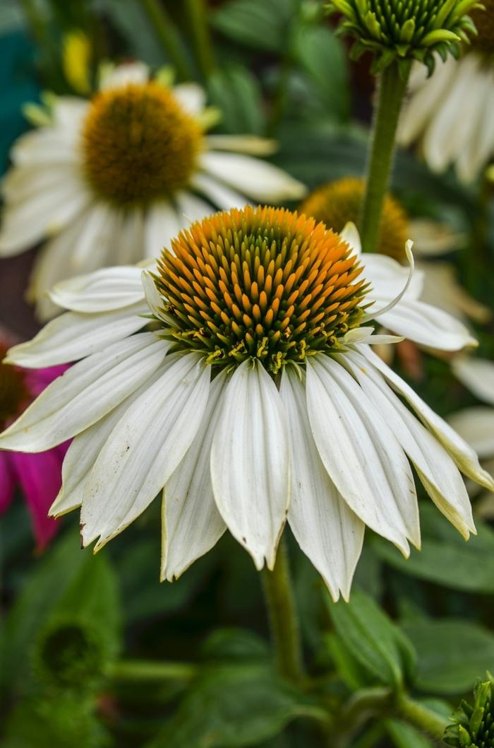 G1239 Echinacea Purpurea Powwow White - View 14 from www redcrocus com