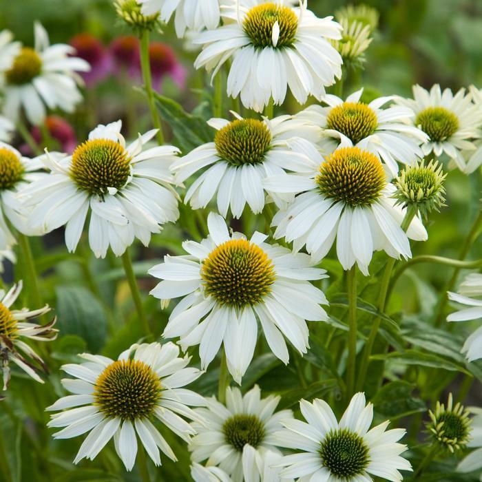 G1239 Echinacea Purpurea Powwow White - View 15 from www redcrocus com