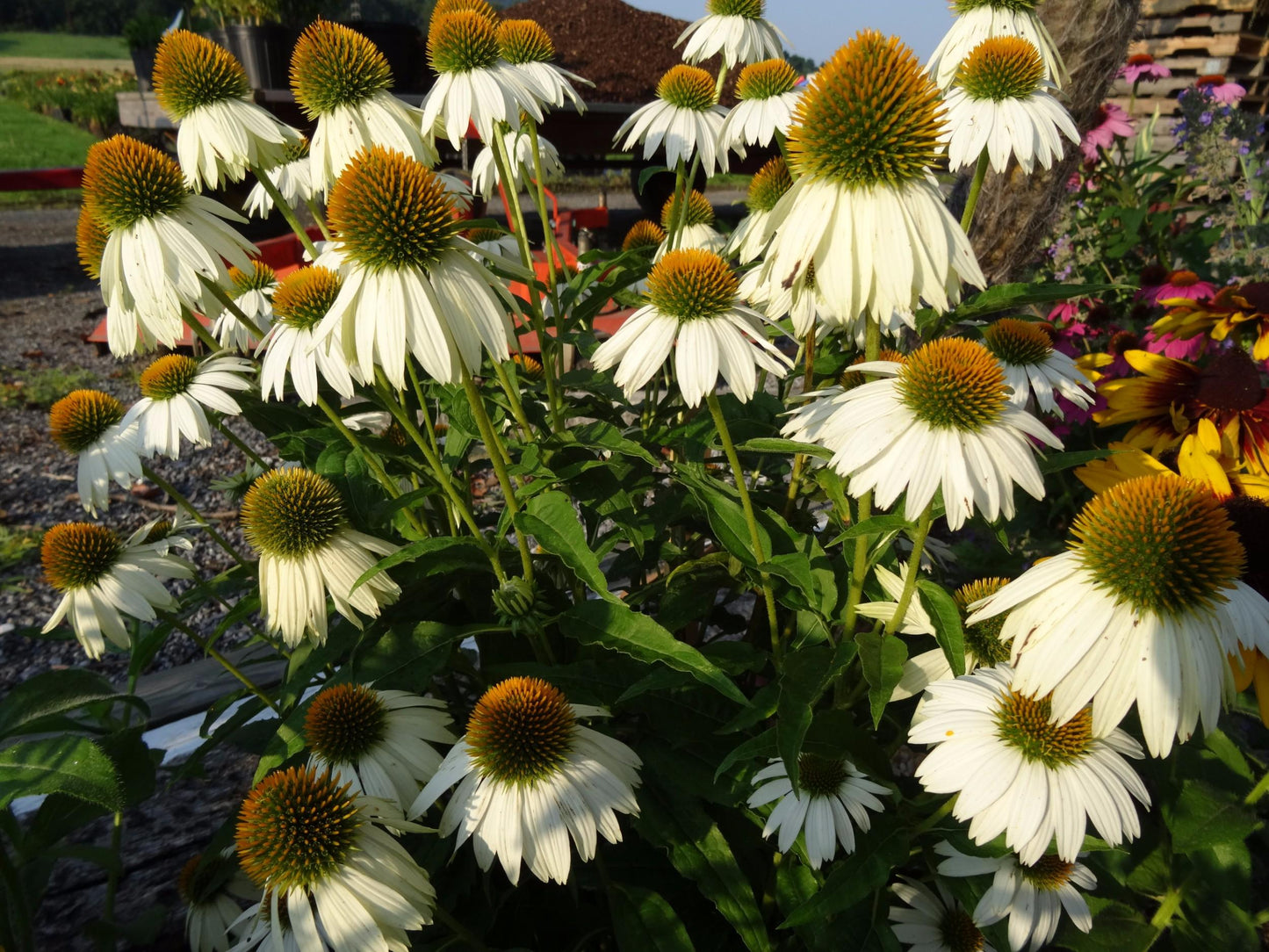 G1239 Echinacea Purpurea Powwow White - View 16 from www redcrocus com