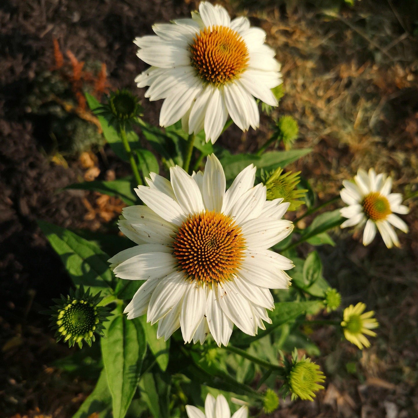 G1239 Echinacea Purpurea Powwow White - View 17 from www redcrocus com