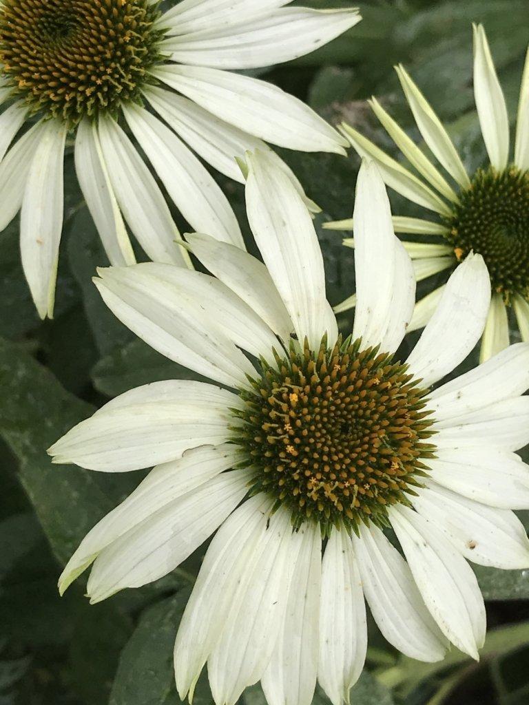 G1239 Echinacea Purpurea Powwow White - View 18 from www redcrocus com